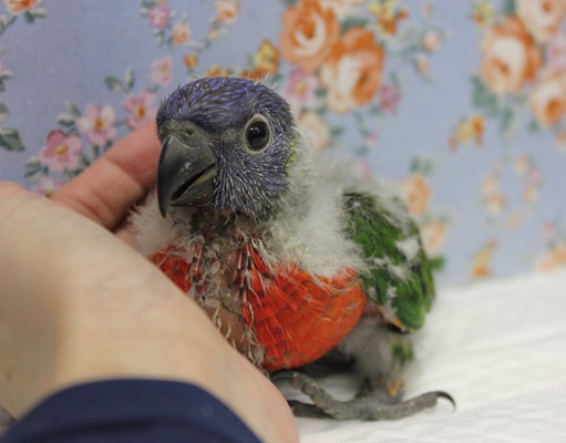 ゴシキセイガイインコ