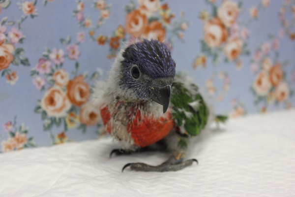 ゴシキセイガイインコ