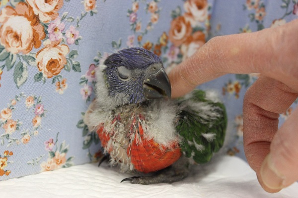 ゴシキセイガイインコ