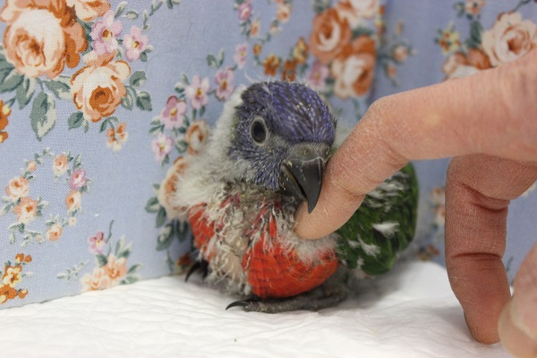 ゴシキセイガイインコ