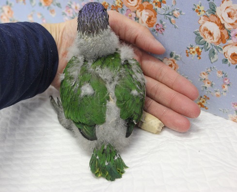 ゴシキセイガイインコ