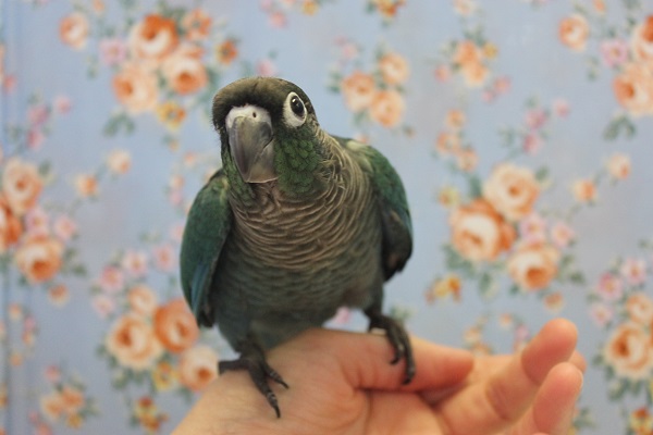 ホオミドリウロコインコ