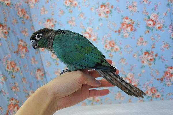 ホオミドリウロコインコ