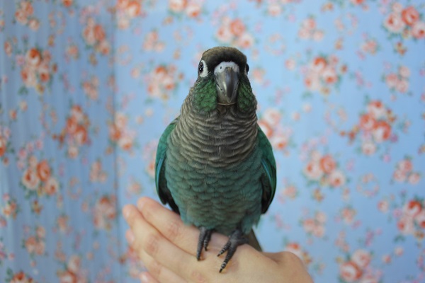 ホオミドリウロコインコ