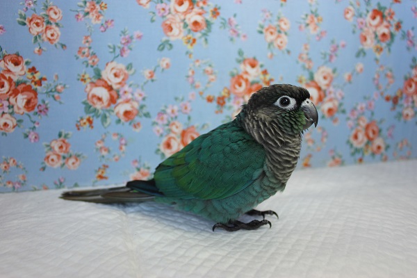 ホオミドリウロコインコ