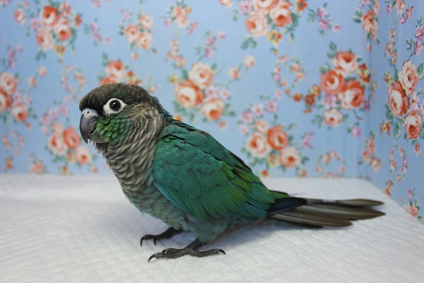 ホオミドリウロコインコ