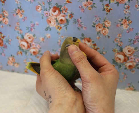 コザクラインコ（小桜インコ）