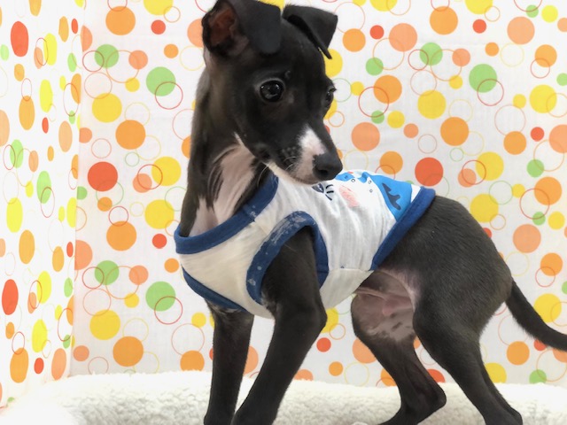 イタリアングレーハウンド