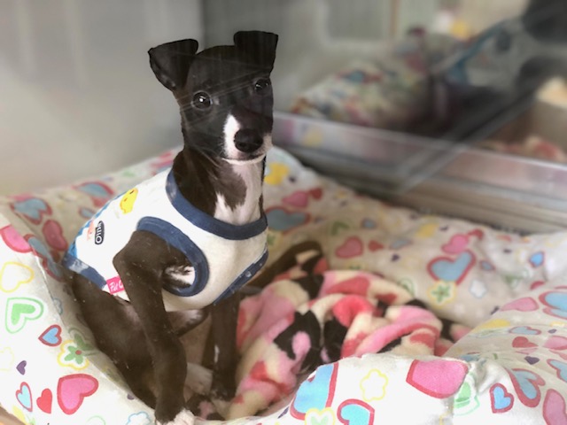 イタリアングレーハウンド