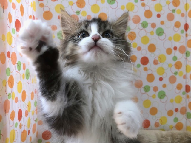 ノルウェージャンフォレストキャット