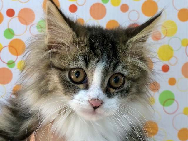 ノルウェージャンフォレストキャット