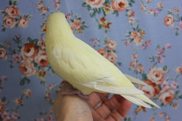 サザナミインコ