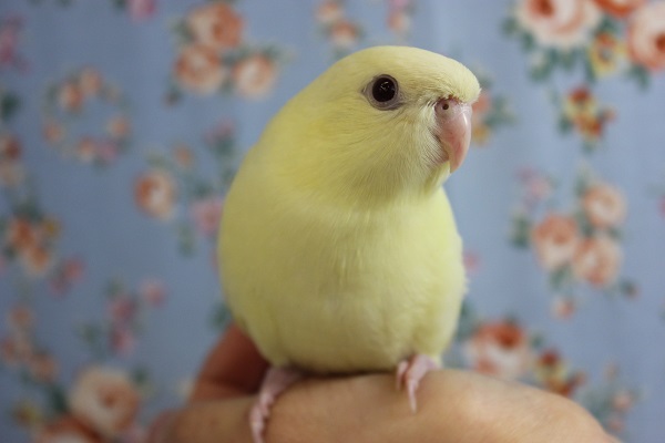サザナミインコ