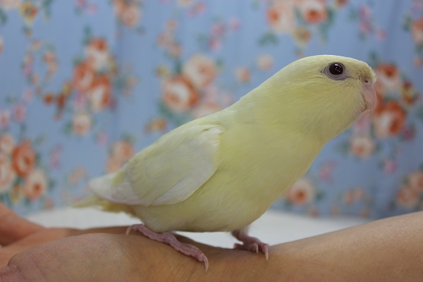 サザナミインコ