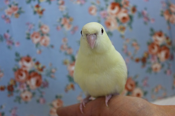 サザナミインコ