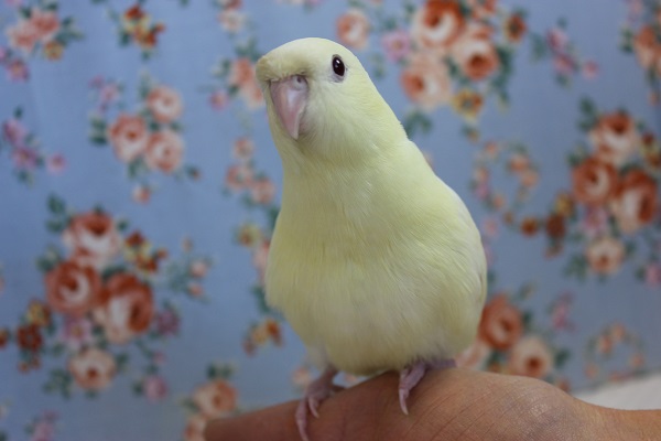 サザナミインコ
