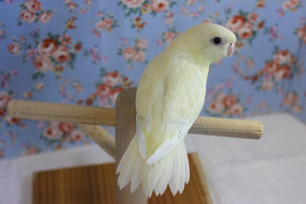 サザナミインコ