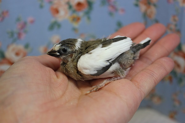 十姉妹（ジュウシマツ）