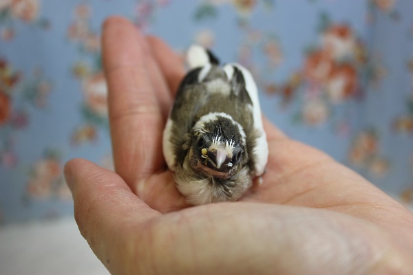 十姉妹（ジュウシマツ）