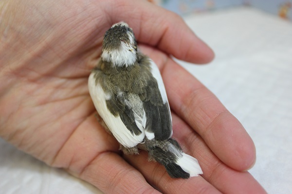 十姉妹（ジュウシマツ）