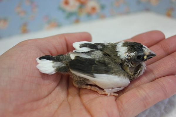 十姉妹（ジュウシマツ）