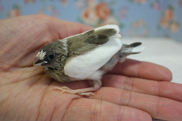 十姉妹（ジュウシマツ）