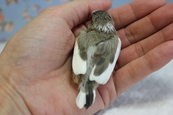 十姉妹（ジュウシマツ）