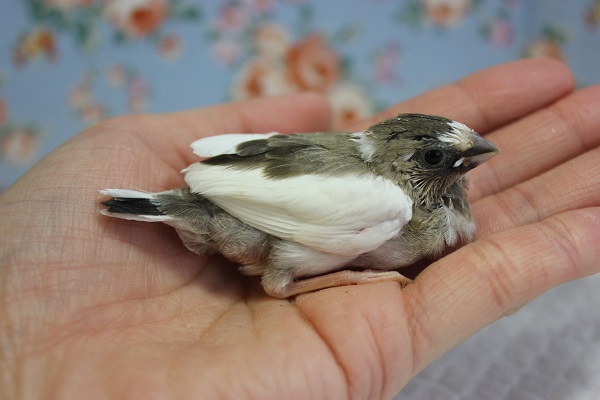 十姉妹（ジュウシマツ）