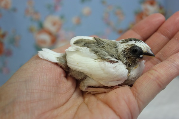 十姉妹（ジュウシマツ）