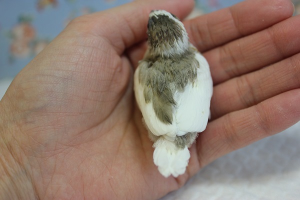 十姉妹（ジュウシマツ）