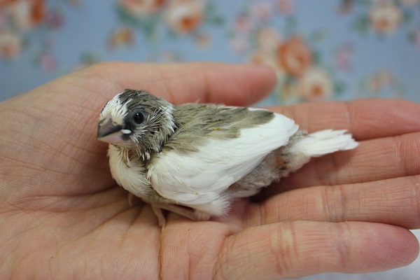 十姉妹（ジュウシマツ）