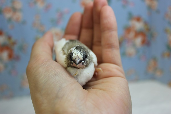 十姉妹（ジュウシマツ）