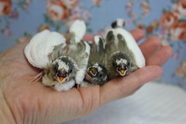 十姉妹（ジュウシマツ）