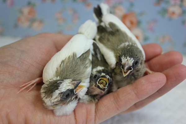 十姉妹（ジュウシマツ）