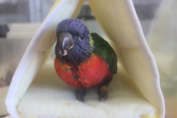 ゴシキセイガイインコ