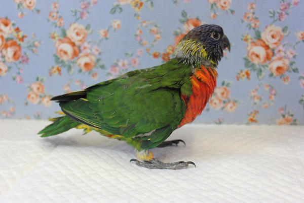 ゴシキセイガイインコ