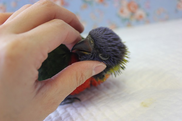 ゴシキセイガイインコ