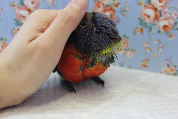 ゴシキセイガイインコ