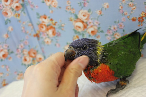 ゴシキセイガイインコ