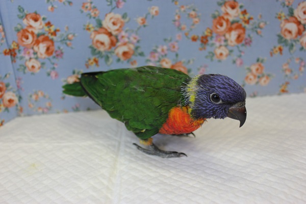 ゴシキセイガイインコ