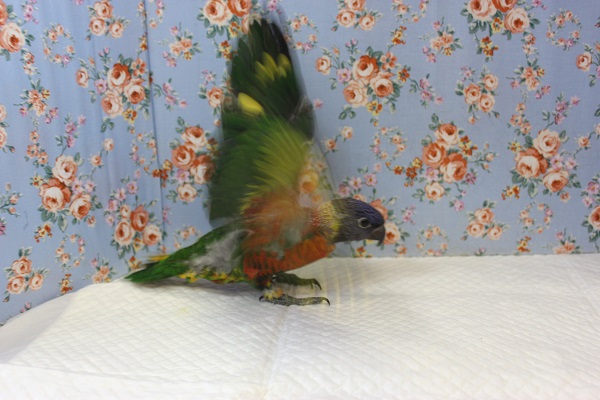 ゴシキセイガイインコ