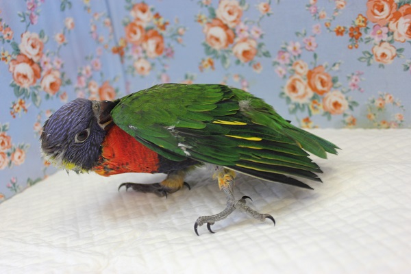 ゴシキセイガイインコ