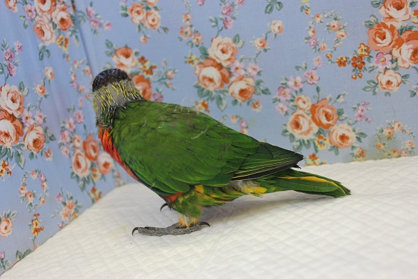 ゴシキセイガイインコ