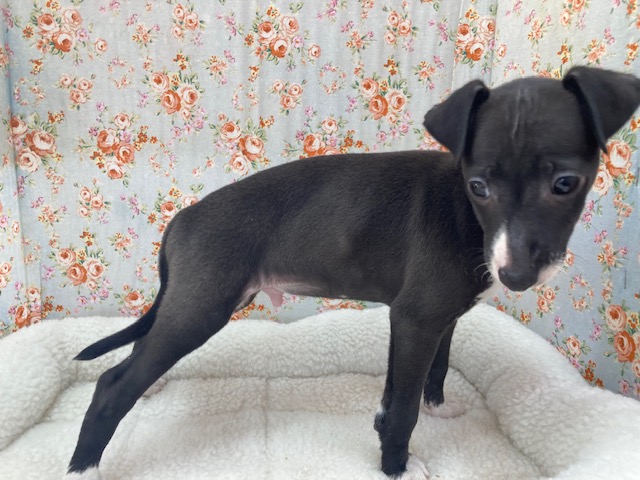 イタリアングレーハウンド