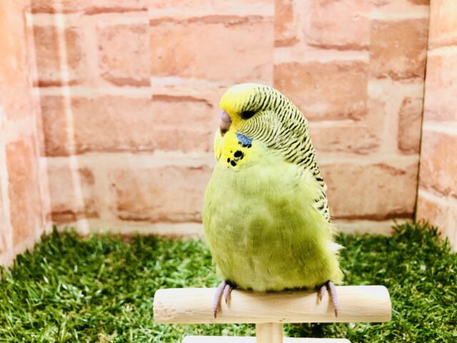 ジャンボセキセイインコ