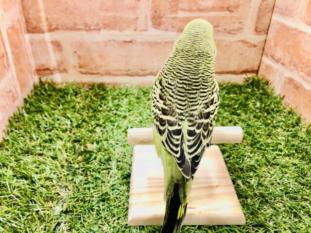 ジャンボセキセイインコ