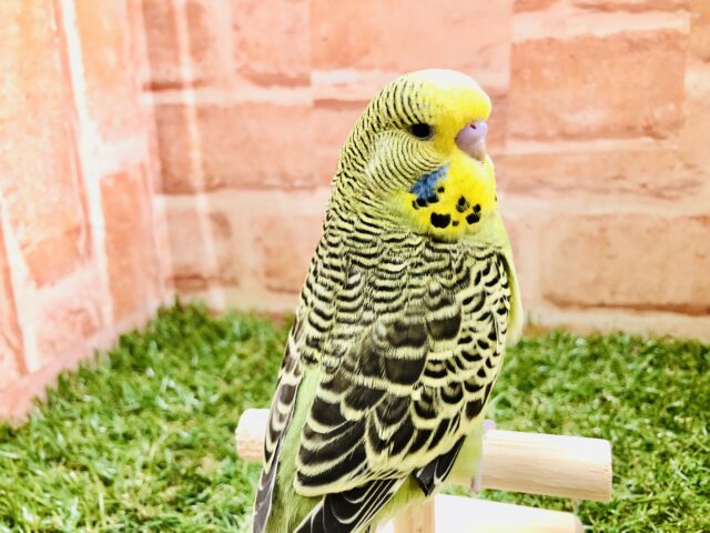 ジャンボセキセイインコ