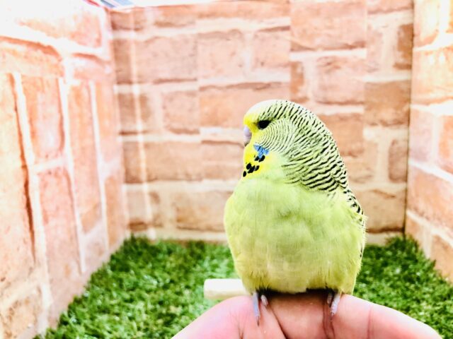 鋭い目つきでご飯を待ちます ジャンボセキセインコ R5 2/9撮影 ジャンボセキセイインコ