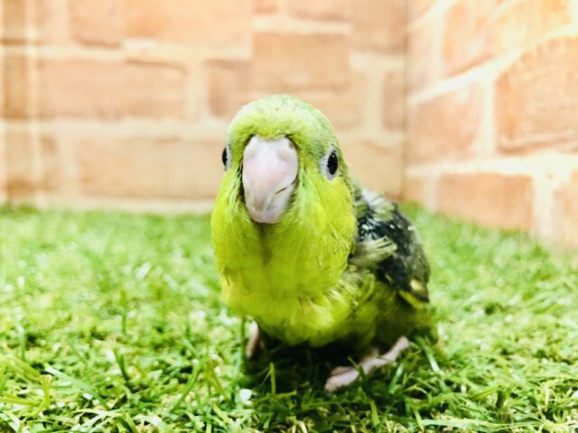 サザナミインコ
