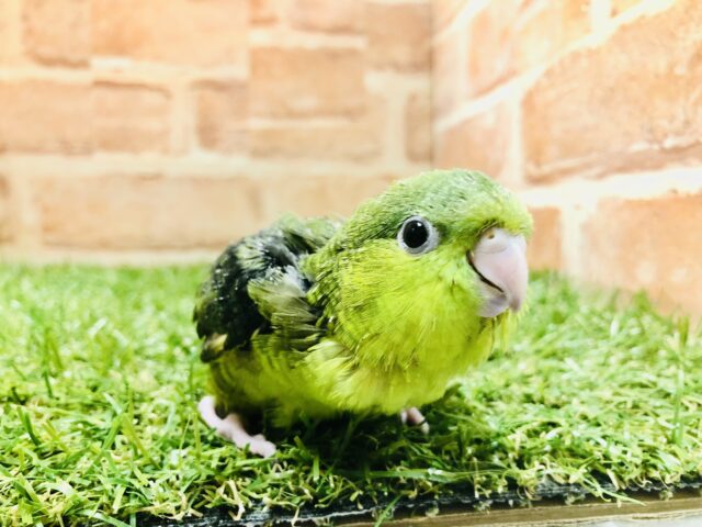 サザナミインコ